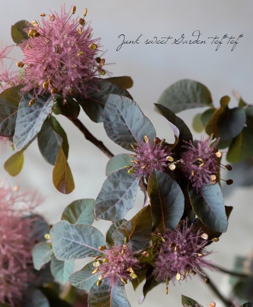 スモークツリー 『希少種』 【32】 | すべての商品 | | Junk sweet