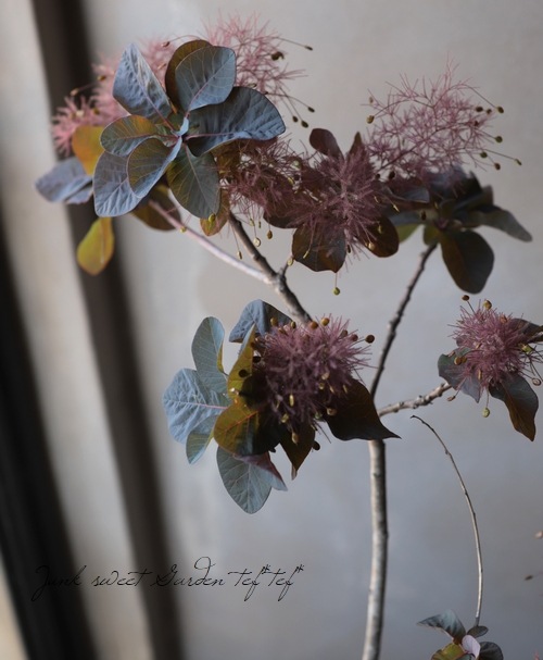 スモークツリー 『希少種』 【32】 | すべての商品 | | Junk sweet