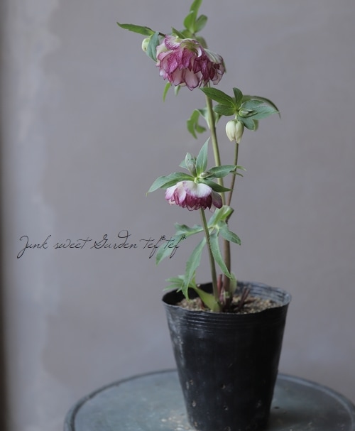 横山園芸】クリスマスローズ 『ダブル』 【F】 | すべての商品