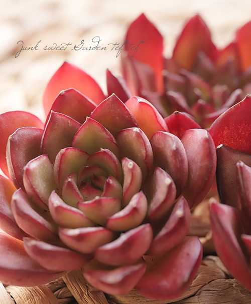 多肉植物】 『カラフルハイビスカス』エケベリア属 韓国苗 | すべての