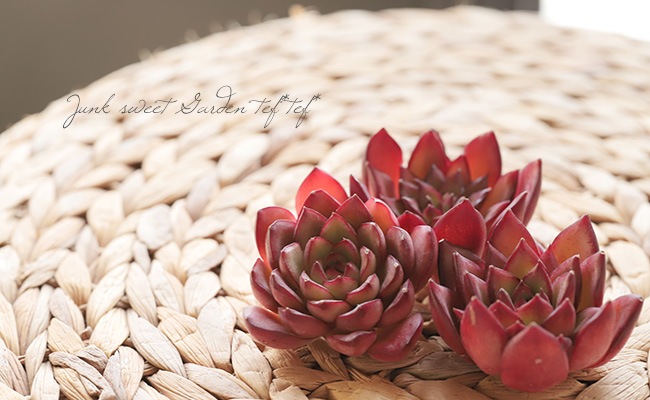 多肉植物】 『カラフルハイビスカス』エケベリア属 韓国苗 | すべての