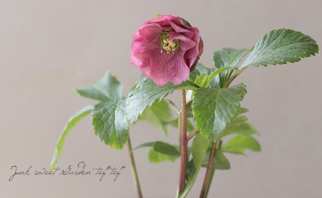 花パピエ 11_000000017167.jpg?1644932554