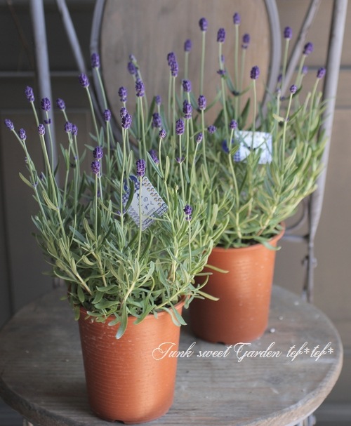 イングリッシュラベンダー 北のしずく すべての商品 Junk Sweet Garden Tef Tef