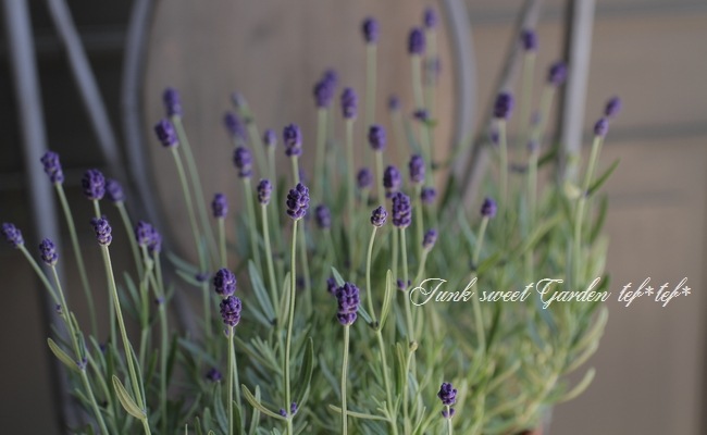 イングリッシュラベンダー 『北のしずく』 パープル | すべての商品