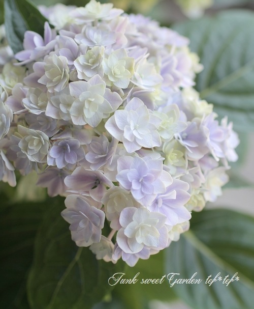 ���Ѥ�ꤹ�����餭���۲֡��������桼�ߡ����������ץ쥹���إץ�󥻥����㡼���åȡ١��ԥ󥯥ѡ��ץ�