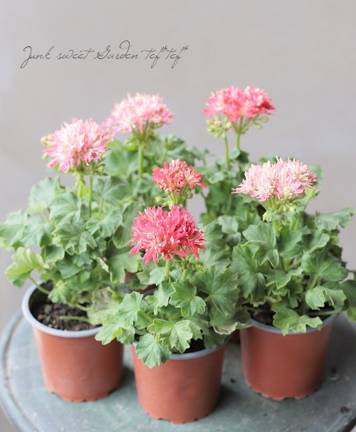 迷宮に咲く花　蒔菜　PSA10 四季咲き】ミニバラ苗 2鉢 ウェディングゴールド カーナハニー