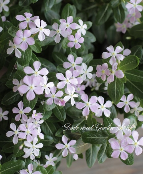 �˥��˥����� �ե����꡼������ �إ��奬����٥������