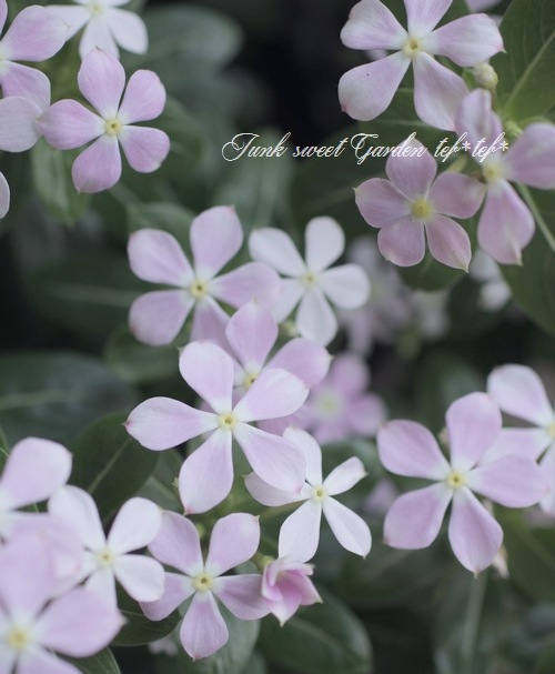 �˥��˥����� �ե����꡼������ �إ��奬����٥������