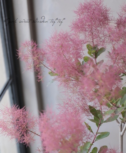 スモークツリー 『バイオレットフィズ』 【54】2022 | すべての商品