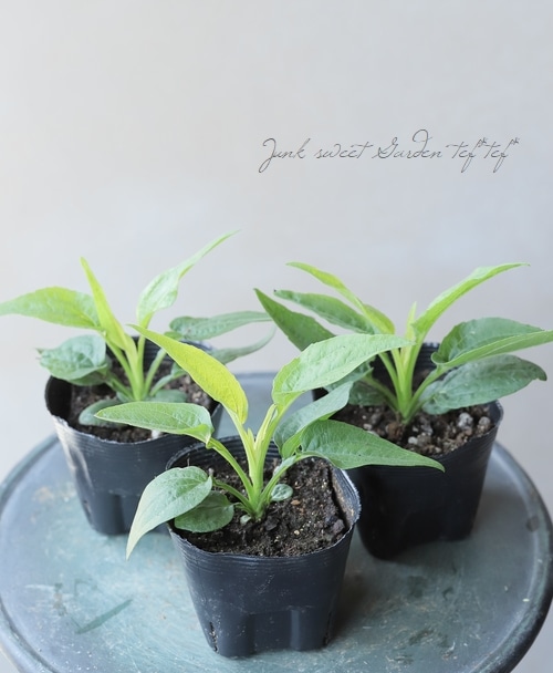 宿根エキナセア・サンシーカーズ 『アップルグリーン』 セミダブル