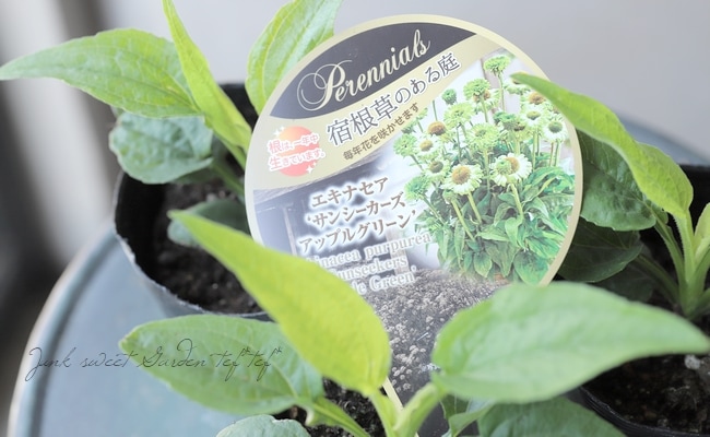 宿根エキナセア・サンシーカーズ 『アップルグリーン』 セミダブル