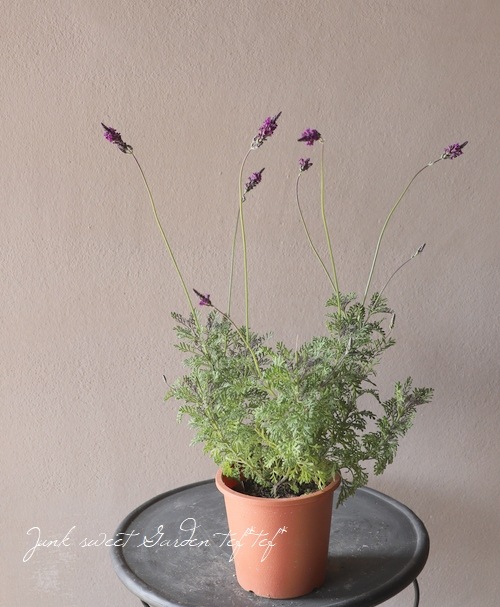 �졼����٥�������إХ�����åȥե�����