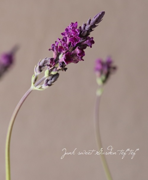 �졼����٥�������إХ�����åȥե�����