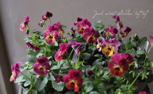 スズムシパイナップル スズムシパイナップル 即購入OK様 リクエスト 2点 まとめ商品