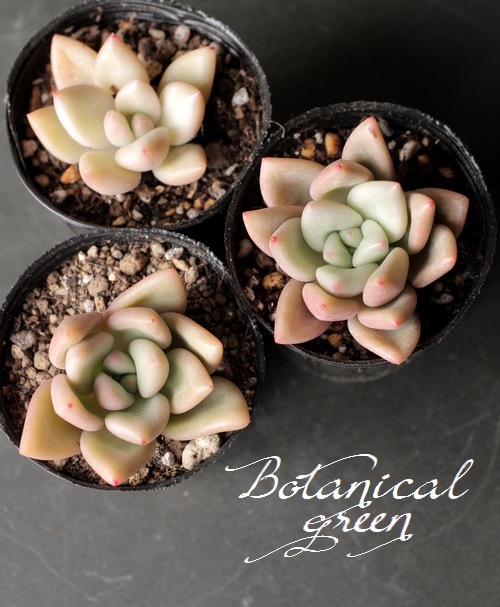 ¿ʪۡFermata -եޡ-١ѥեĥ°  ڹ񻺥ѥ