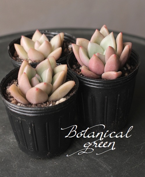 ¿ʪۡFermata -եޡ-١ѥեĥ°  ڹ񻺥ѥ