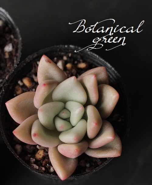 ¿ʪۡFermata -եޡ-١ѥեĥ°  ڹ񻺥ѥ