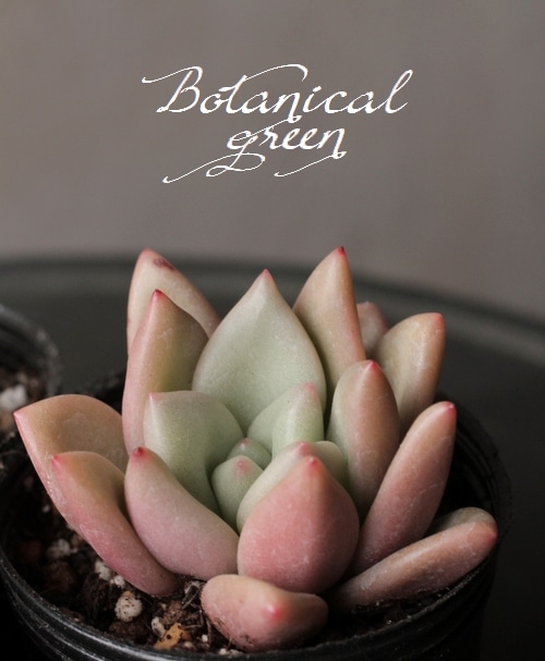 ¿ʪۡFermata -եޡ-١ѥեĥ°  ڹ񻺥ѥ