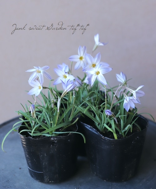 ハナニラ イエイオン ウィズレーブルー すべての商品 Junk Sweet Garden Tef Tef ハナニラ イエイオン ウィズレーブルー すべての商品 Junk Sweet Garden Tef Tef