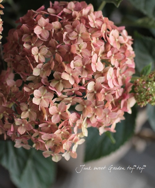 夏☀︎SALE！アナベルとピンクのミルフィーユガーランド floral wave decoration that bloomed in Feb