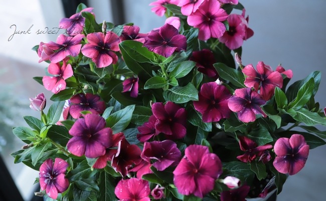 �˥��˥��������ӥ󥫡��إ��ȥ�����