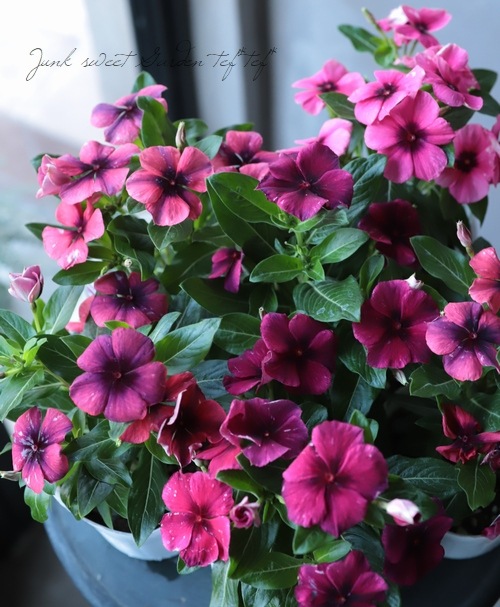 �˥��˥��������ӥ󥫡��إ��ȥ�����