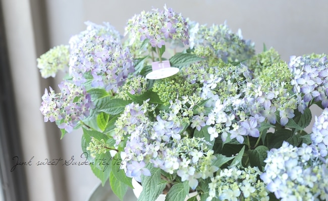 ⭐︎希少価値⭐︎虹も見える♪花満開のアメジスト⭐︎ 虹石屋