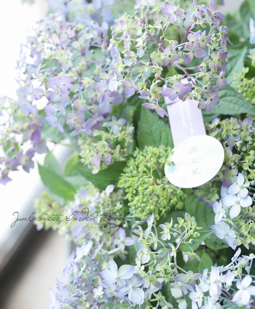 もり子　ヤマアジサイ もり子 ヤマアジサイ ヤマアジサイよりどり販売