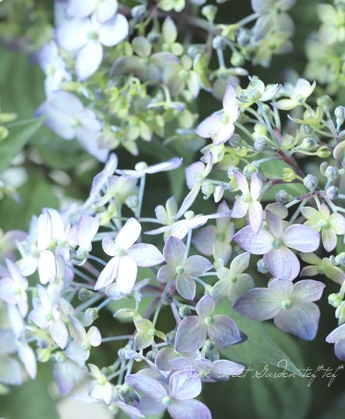 もり子　ヤマアジサイ もり子 ヤマアジサイ ヤマアジサイよりどり販売