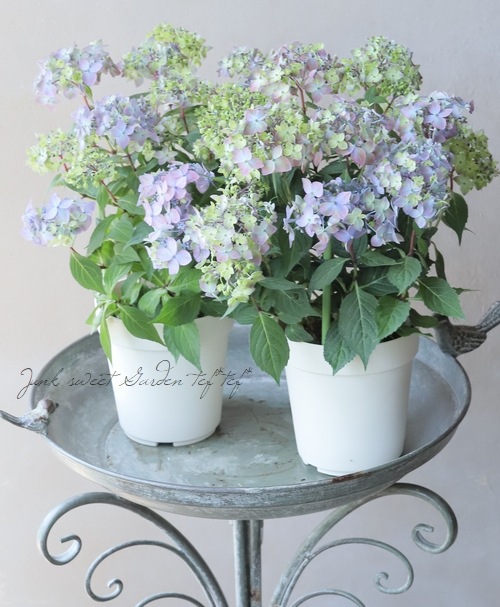 吉岡麗子さん】 山紫陽花 『満天星-マンテンボシ-』 希少！ 【ブルー