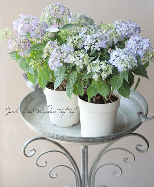 もり子　ヤマアジサイ ヤマアジサイ：ヒダカシンニシキヤマ（日高新錦山）4号ポット の