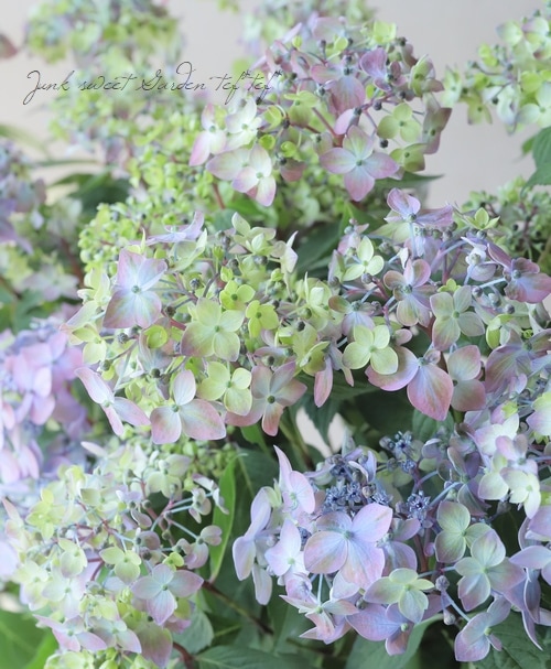 ⭐︎希少価値⭐︎虹も見える♪花満開のアメジスト⭐︎ 1点物】クリア◇虹入り レインボーアメジスト 35x21x17mm 原石