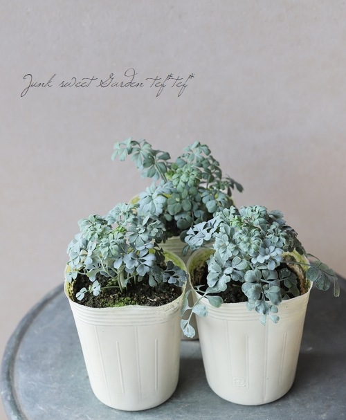 ハーブ ヘンルーダ すべての商品 Junk Sweet Garden Tef Tef