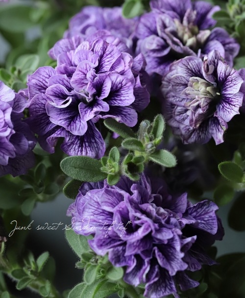 ヘイニリータフフタ　ミニヘキサゴンA ブルー　フラワー ヘイニリータフフタ ミニヘキサゴンA ブルー フラワー 直筆サイン付き