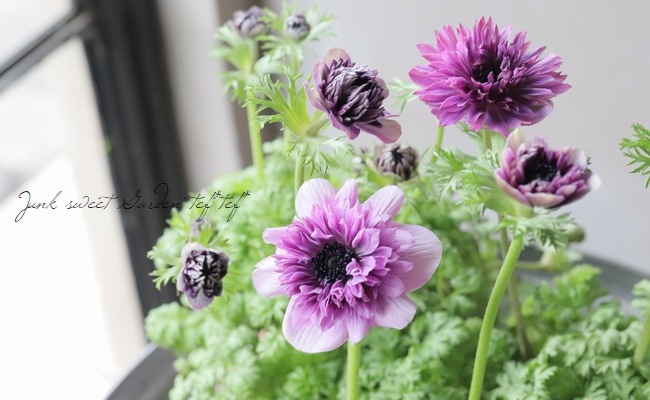 2年物！PREMIUM】 八重咲きアネモネ 『アンアリス』 【パープル系