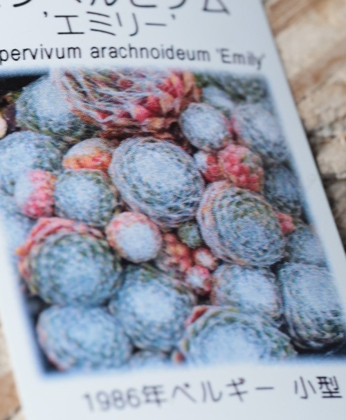 多肉植物】センペルビウム『エミリー』 | Leaf Species,多肉植物