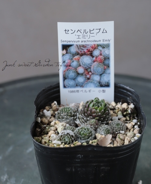 多肉植物】センペルビウム『エミリー』 | Leaf Species,多肉植物