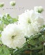 �إܥ���Υ��Х�١���̾�إȥ��󥤥Х�١إȥ���Х��