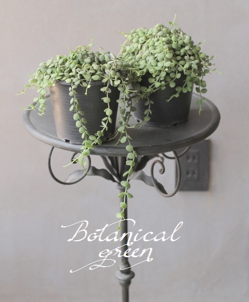 �ڴ��տ�ʪ�ۥǥ������ǥ������إ̥���ꥢ��