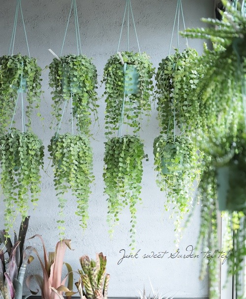 �ڴ��տ�ʪ�ۥǥ������ǥ������إ̥���ꥢ��