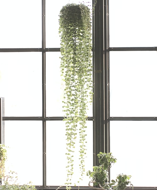 �ڴ��տ�ʪ�ۥǥ������ǥ������إ̥���ꥢ��