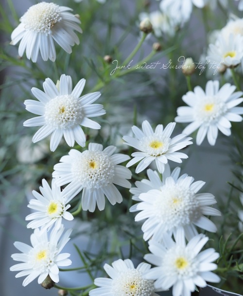 ���ա�Ȭ�ź餭�ޡ�����åȡ��إ��֥�����륷���������