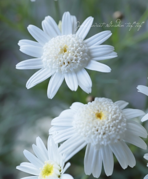 ���ա�Ȭ�ź餭�ޡ�����åȡ��إ��֥�����륷���������