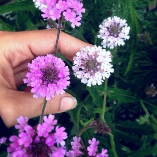 �С��٥ʡ��ꥮ�����إ٥Ρ����� �ѡ��ץ��