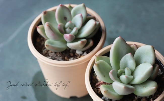 ��¿����ʪ�� �إ��ܥ��ɥ��꡼��١������٥ꥢ° ���Ȥ����꡼��