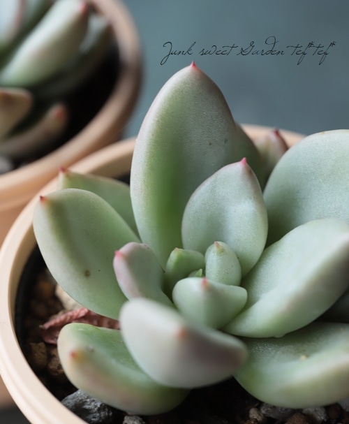 ��¿����ʪ�� �إ��ܥ��ɥ��꡼��١������٥ꥢ° ���Ȥ����꡼��