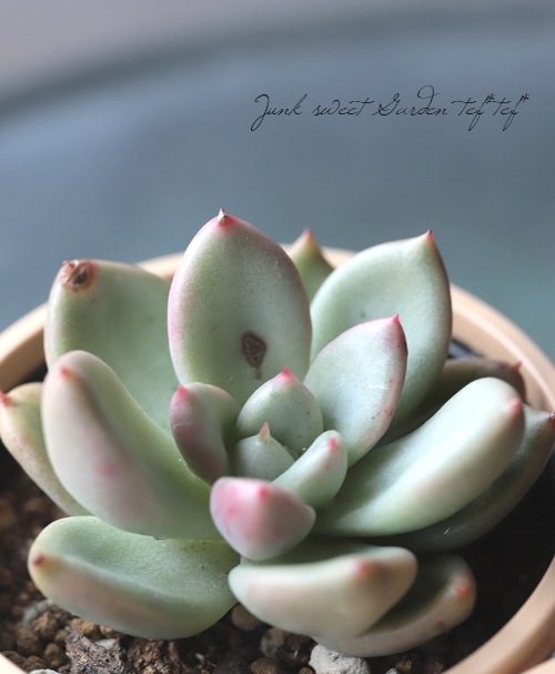 ��¿����ʪ�� �إ��ܥ��ɥ��꡼��١������٥ꥢ° ���Ȥ����꡼��