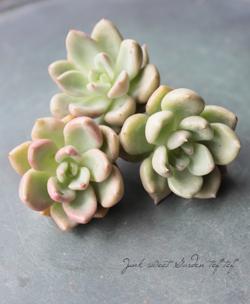 ��¿����ʪ�� �إ��ܥ��ɥ��꡼��١������٥ꥢ° ���Ȥ����꡼��