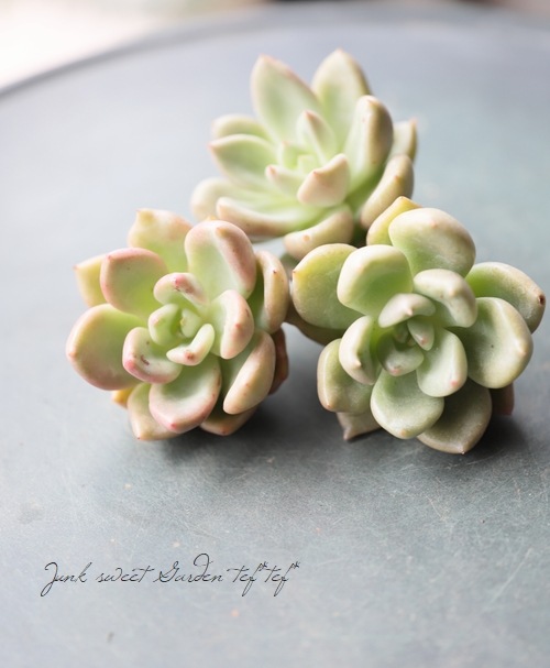 ��¿����ʪ�� �إ��ܥ��ɥ��꡼��١������٥ꥢ° ���Ȥ����꡼��