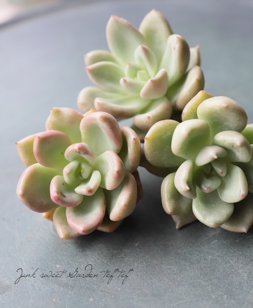 ��¿����ʪ�� �إ��ܥ��ɥ��꡼��١������٥ꥢ° ���Ȥ����꡼��